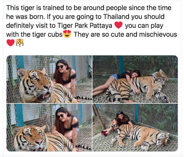 Young Heroine Blasted For Tiger Pics