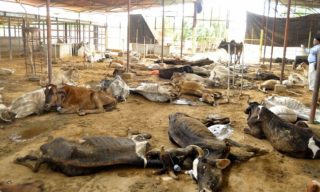 100 cows dead in Vijayawada gaushala