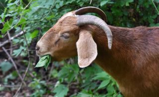 Two goats ‘arrested’ in T’gana for grazing on saplings