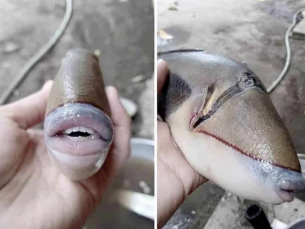 Viral Pic: A Fish With Human-Like Teeth & Lips #fishlips