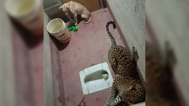Lucky Dog Trapped With Leopard Escaped Narrowly