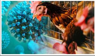 Canada confirms first domestically acquired human case of H5N1 bird flu